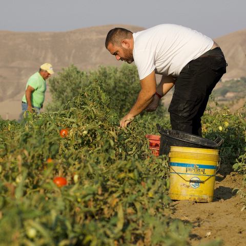 Aldo: Hand-picking sun-ripened tomatoes