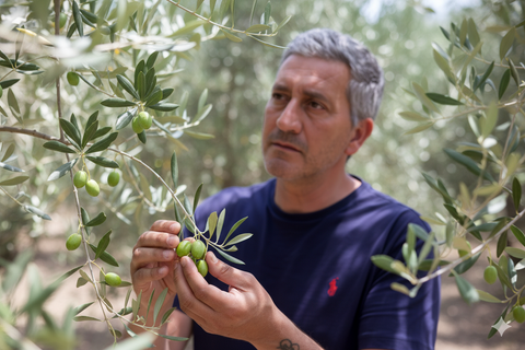 Max: Handpicking and pressing extra virgin olive oil