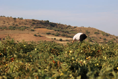 Aldo: Hand-picking sun-ripened tomatoes